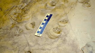 What Do Tiny Footprints Tell Us About Noah's Flood? | The Coconino Sandstone: Desert or Flood?