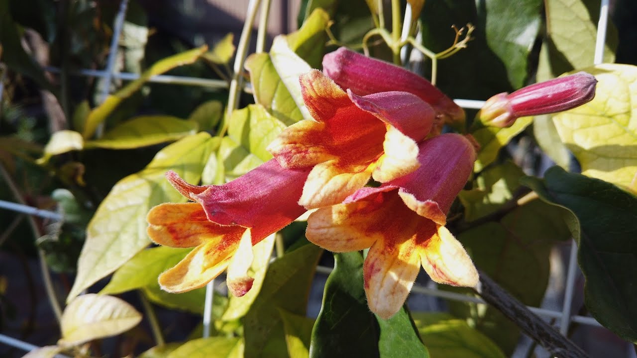 Бигнония, вечнозеленая, цветущая лиана!