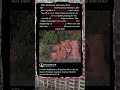 This Buffalo Hunter Just Got Defeated by Three Fluffy Bosses 🦁 #Nature #Funny #MomStruggles