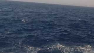 Fishing Lanzarote - Shore - Dorado Strike