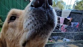 Golden retriever dog rolls in fox poo