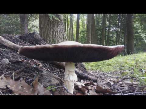 Mushroom Time Lapse June 2017 repost