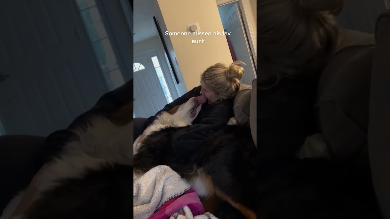 Bernese Mountain Dog Cuddles | Cute Dog Videos