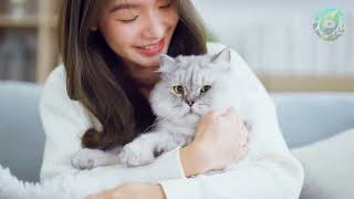 Top 20 Biggest Cat Breeds  Meet the Most Majestic Cats in the World! 🐱✨