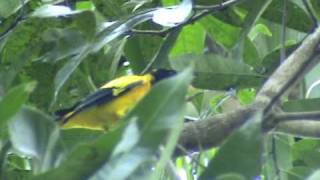 GOLDEN ORIOLE BIRD - MENHANNIAM screenshot 4