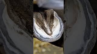 Hoof Transformation – From Cracked to Clean | ASMR Farrier Work