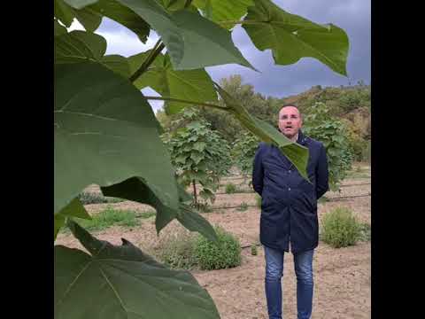 Video: Paulownia Hiss Etdi