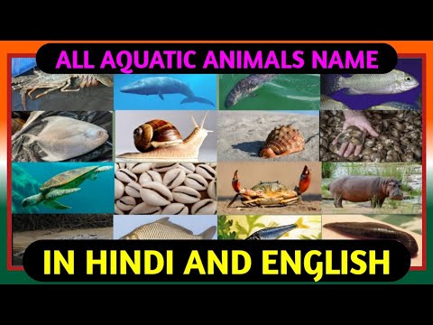 All Aquatic Animals Name in Hindi and English with Pictures || Apka
