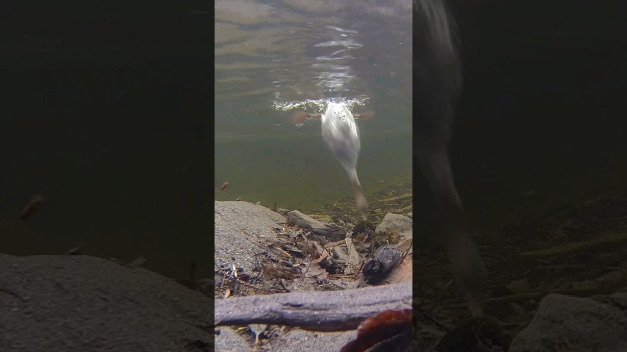 cormorant Bird catch fish in water 