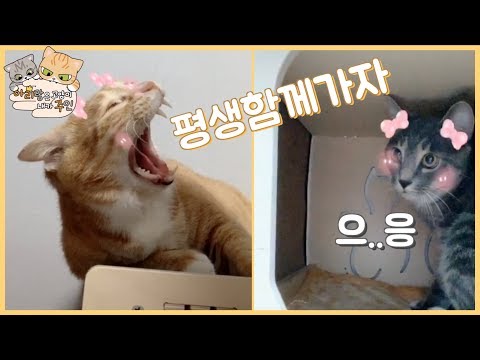 고양이와 캠페인 참여해보았습니다