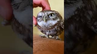 Cute  Baby Owl  Massage