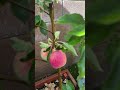 Small apple tree but bigger fruit