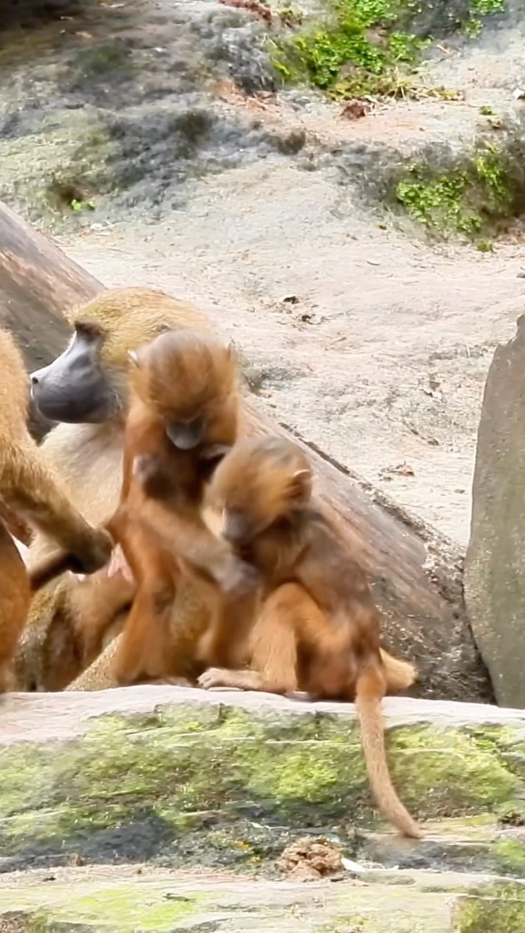 Little Monkeys Playing