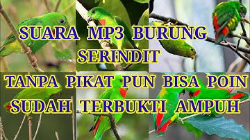 Kalu gak punya pikat serindit,pakai mp3 ini di jamin ampuh