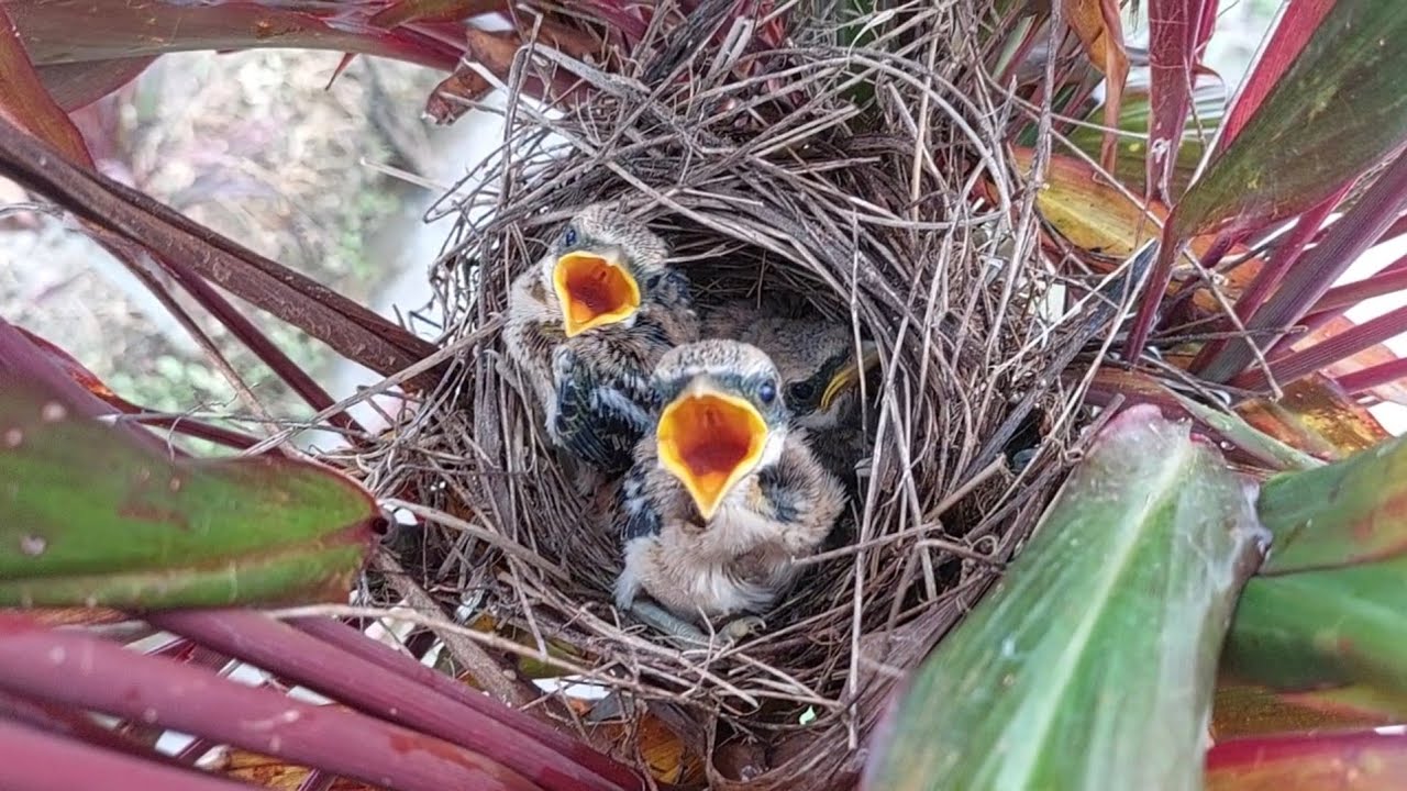 Mengecek sarang burung cendet gak nyangka udah besar aja🤤‼️