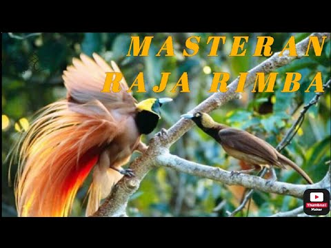 MASTERAN RAJA RIMBA AMPUH BUAT MASTERAN SEMUA BURUNG YANG LAGI (AMBROL)