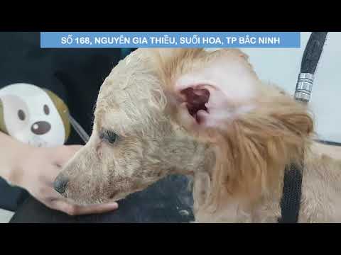 Video Hướng dẫn vệ sinh, nhổ lông tai phòng ve rận, viêm tai... - youtube