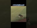 ハマスタを駆け回る猫ちゃん!!