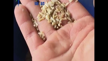 Single Chute Rice Color Sorting