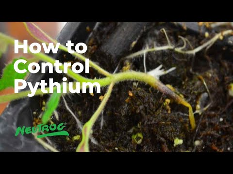 فيديو: كيف تتحكم في Phytophthora؟