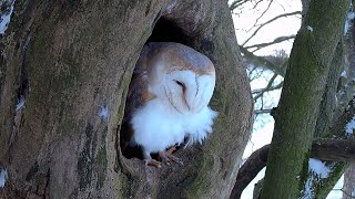 Barn Owl's Soft Feathers Blowing in the Winter Breeze | Gylfie & Dryer | Robert E Fuller screenshot 2
