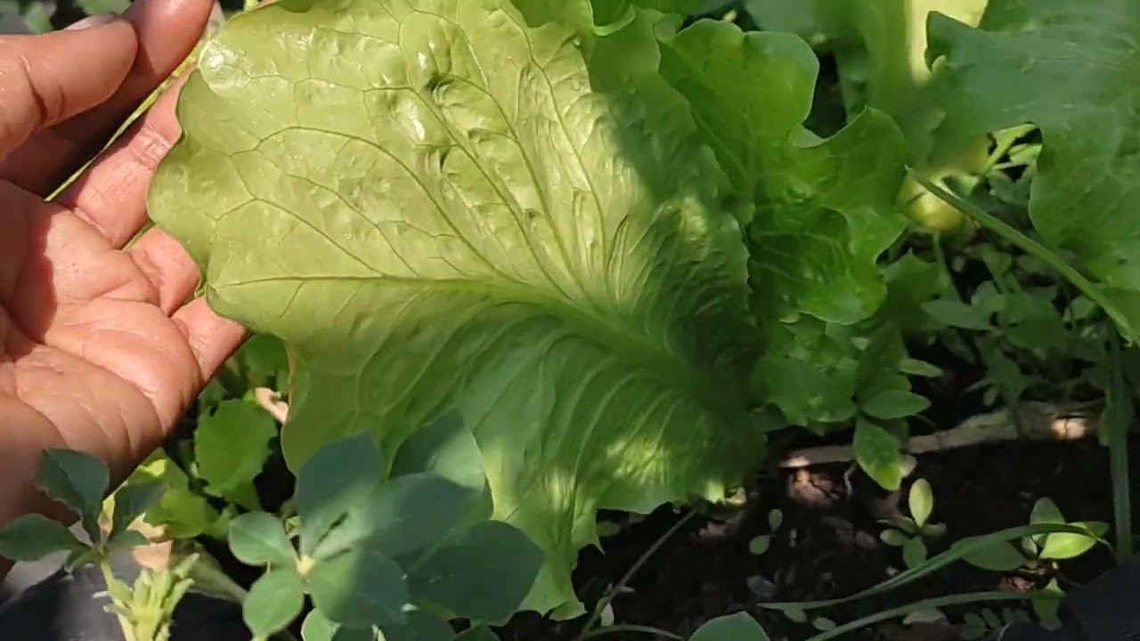 อัพเดทผักสลัดอิตาลีกำลังงามจ้า