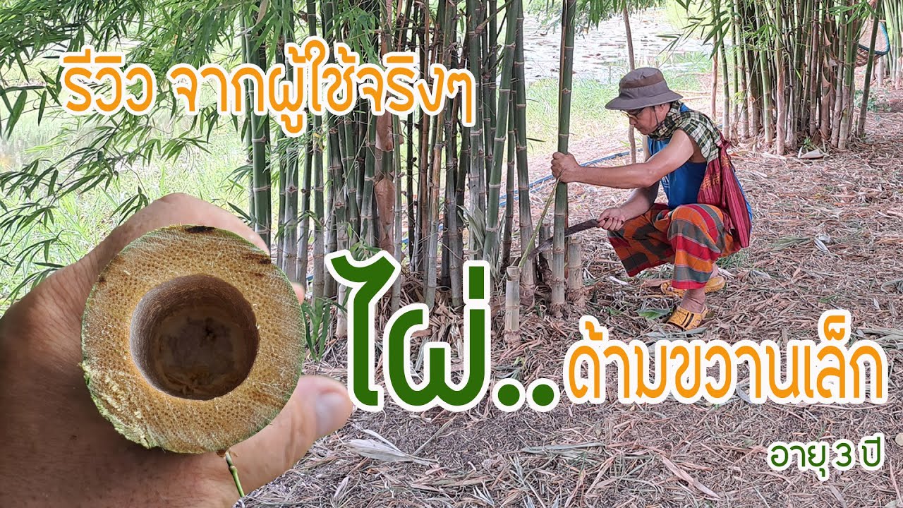 ไผ่ด้ามขวานเล็กหรือไผ่ตัน รีวิวโดยผู้ปลูกเองและใช้เอง