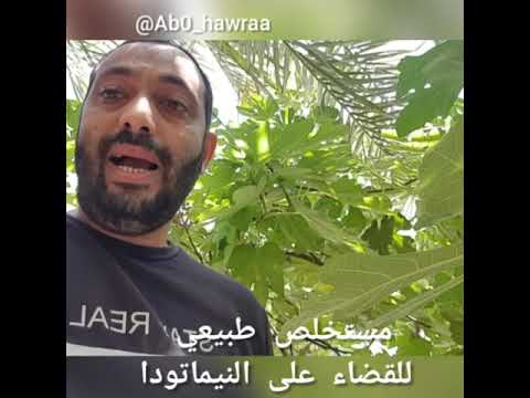 مكافحة النيماتودا بطرق طبيعية و رخيصة