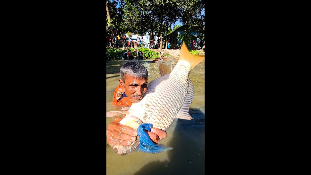 Shocking Monster Fish Hunting 😱 | Village Pond Polo Fishing Method | Big Fish Catch. Saima Fishing