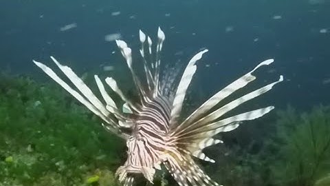 How Florida is handling invasive lionfish