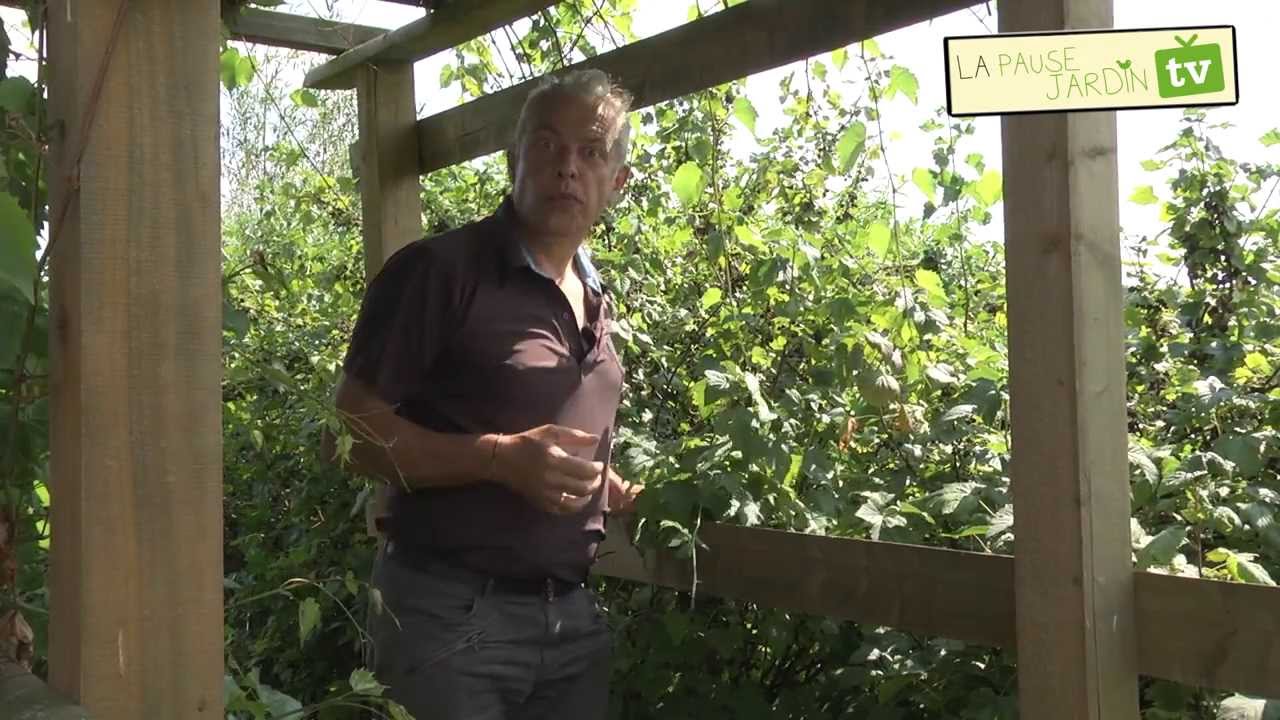 La récolte au potager