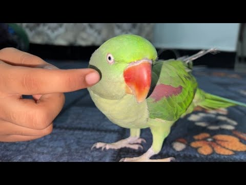 Cute Baby Parrot Voice And Play