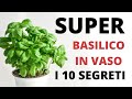 Basilico in vaso super le 10 cose da fare