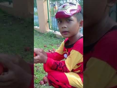 Menanam Palem Ekor Tupai dari Biji sampai menjadi Pohon yang besar