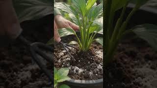 bone Meal kya hota hai? #shorts #gardeningshorts #gardeningtips #viralshorts