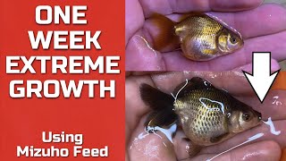 EXTREME GOLDFISH GROWTH - Using Mizuho Feed Profile