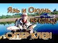 Крупный язь и окунь на кольцо.  Мой первый опыт