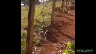 Bas Git Lan Itoğlu It -