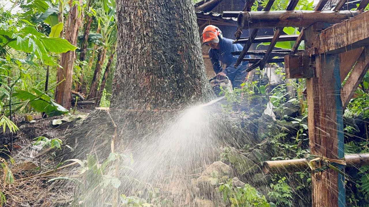 Heavy Mission! Moving a Wooden House & Felling Dangerous Trees Near the Road!