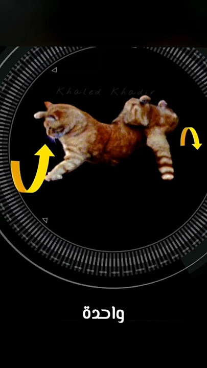 Download lagu السرّ اللي بيخلّي القطة تسبق الخطر في لحظة #shorts