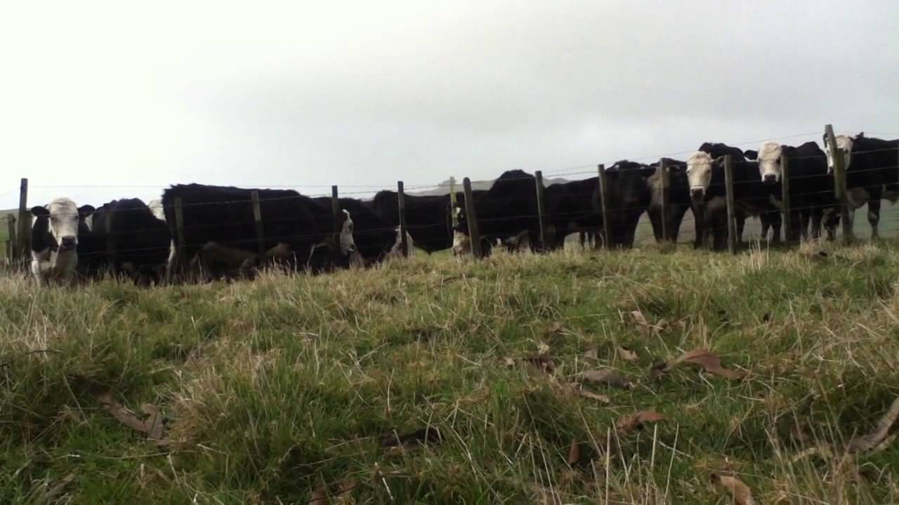 Cow gets electric shock from fence YouTube