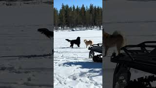 Som hatar han😅 Videon är från 11/4! #norrbotten #norrland #flatcoatedretriever #arjeplog #hund