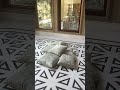 CR Home Premium Cushion Covers | Luxury Decor Shop