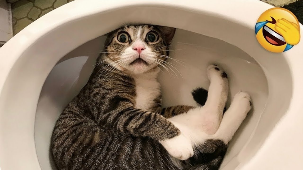 Funny cats pets shorts Video #shorts 