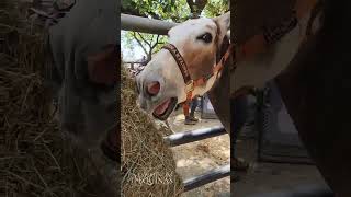 Burro Pinto un ejemplar Colombiano con un hermoso color en su pelaje