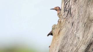 Flicker