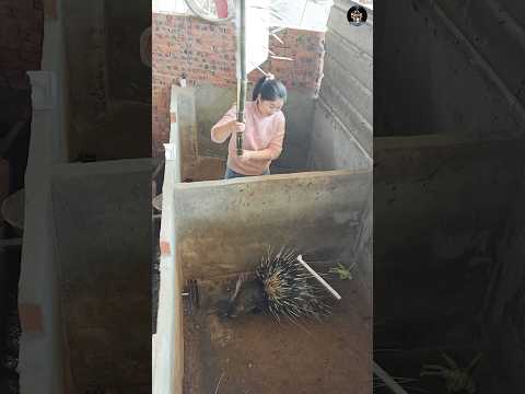 Porcupine Quills: Nature’s Ultimate Fishing Gear 🦔🎣🔥