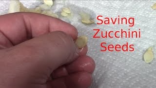 How To Save Zucchini seeds