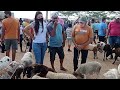 FEIRA DE CAPRINOS 🐐 E OVINOS 🐏 DE SANTA CRUZ DO CAPIBARIBE-PE