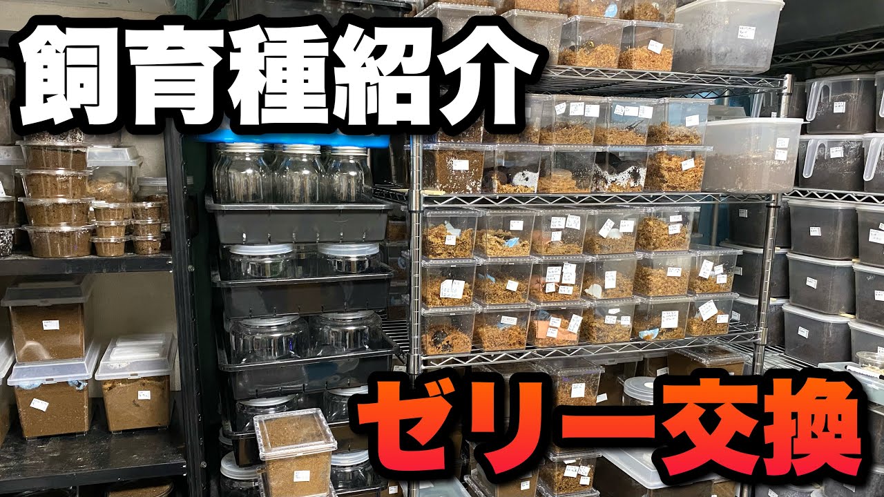 クワガタ1000匹以上管理する人の飼育種紹介と 週に２回のゼリー交換【クワガタ飼育】